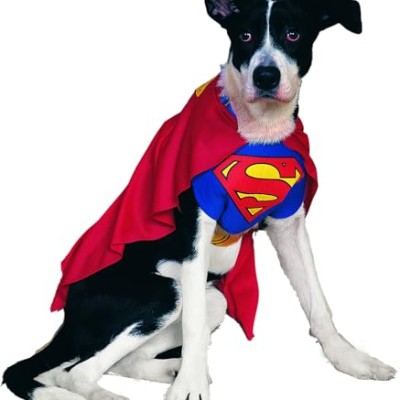 Super dog approaching! – The Superman costume